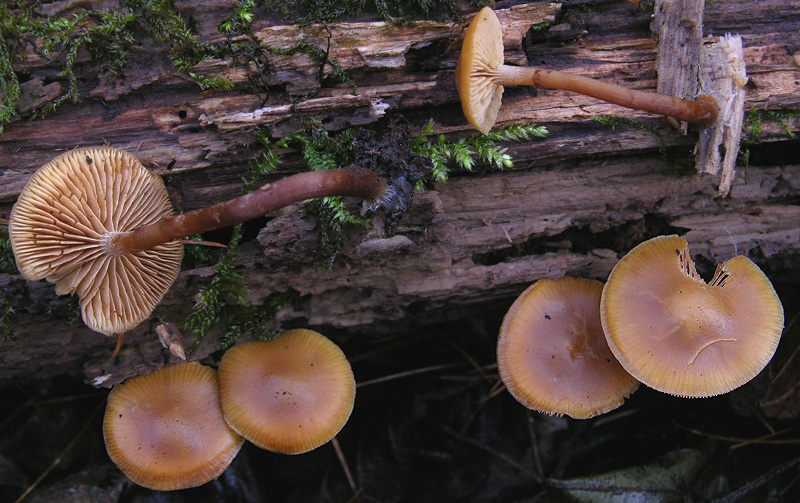 Galerina da determinare n�20.